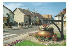 Cp, Franche Comté, Retour Des Pâturages, Chaudron à Fromage, écrite - Franche-Comté