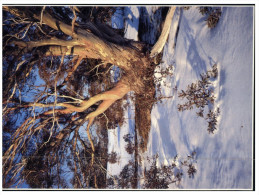 (666) Australia - Winter Scenery - Outback