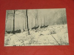 NASSOGNE  -  Chasse De Nassogne :  Cerfs Et Biches -  1911 - Nassogne