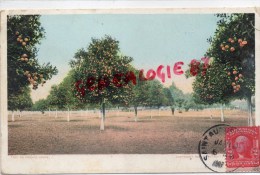 ETATS UNIS - AMERIQUE  FLORIDE - SAINT AUGUSTINE - AN ORANGE GROVE   1907 - St Augustine