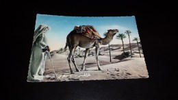 C-8223 CARTOLINA TRIPOLI - ORIENTAZIONE NEL DESERTO - BEDUINO CAMMELLO - ILLUSTRAZIONE - Tortues