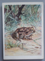 Polish Grenouille / Frog  /  Polish Postcard - Tortues