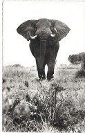 ELEPHANT - Faune Africaine - 702 - Éléphants