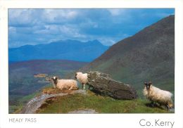 Healy Pass, Co Kerry, Ireland Eire Postcard Used Posted To UK 2003 Gb Stamp - Kerry
