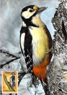 LUXEMBOURG  CARTE PHILATELIQUE   NUM-YVERT  595 FAUNE OISEAUX  PIC EPEICHE  PROTECTION DE LA NATURE - Maximum Cards