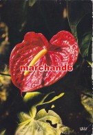 Antilles Radieuses Anthurium Fleur - Otros & Sin Clasificación