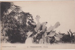 MADAGASCAR,prés Canal Du Mozambique,afrique,1900,C ACTUS GEANT,PHOTO ABEILLE PARIS - Madagascar