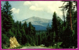 Mountain Roadway Through The Pines Tree Road Woods 1950s Nice Scenic Postcard - American Roadside