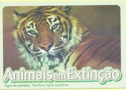 CARTE POSTALE - POSTCARD - POSTKARTE - CARTOLINA POSTA - PORTUGAL - ANIMAUX - SUMATRA TIGER - Panthera Tigris Smatrae - Tigri