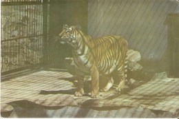 POSTAL DE CUBA CON UN TIGRE EN EL ZOOLOGICO NACIONAL DE CUBA  (TIGER) - Tigres