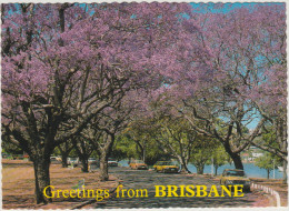 Brisbane, Qld. - New Park Farm - Jacaranda Trees In Bloom - Streetscene & Cars  (+ 63 C. Stamp Australia) - Brisbane