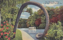 The Horse Shoe Palm At Beauiful Silver Springs Florida - Silver Springs