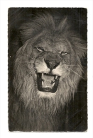 Cp, Animaux, Faune Africaine - Le Lion, écrite - Leeuwen