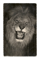 Cp, Animaux, Faune Africaine - Le Lion, écrite - Leoni