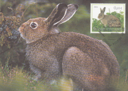 RABBIT, CM, MAXICARD, CARTES MAXIMUM, 2004, FINLAND - Rabbits