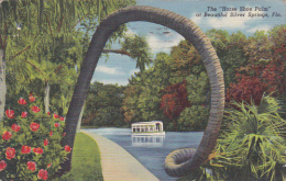 Florida Silver Springs The Horse Shoe Palm 1943 Curteich - Silver Springs