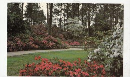 BF17815 Springtime In Louisiana USA Front/back Image - Autres & Non Classés