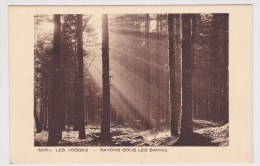 LES VOSGES - RAYONS SOUS LES SAPINS - Le Thillot