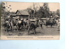 Carte Postale Ancienne : LAOS : Caravane De Ravitaillement Par Boeufs Porteurs - Laos