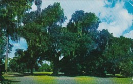 Gabriel Oak Longfellow Evangeline State Park Saint Martinville Louisiana 1961 - Otros & Sin Clasificación