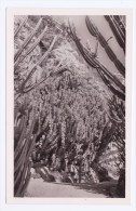 MONACO - JARDIN EXOTIQUE - N° 47 - EUPHORBIA GRANDICORNIS - EUPHORBES ET CEREUS DIVERS - Exotischer Garten