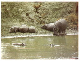 (PF 002) Kenya And Hippopotamus - Nijlpaarden