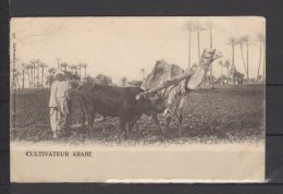 Egypte - Cultivateur Arabe - Persone