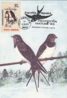 SWALLOWS, BIRDS, CM, MAXICARD, CARTES MAXIMUM, 1993, ROMANIA - Zwaluwen