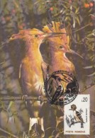 HOOPOE, BIRDS, CM, MAXICARD, CARTES MAXIMUM, 1993, ROMANIA - Piciformes (pájaros Carpinteros)