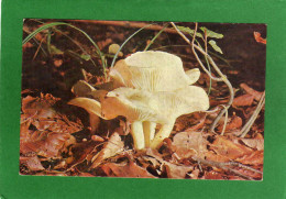 CHAMPIGNON      .HYGROPHORUS EBURNEUS   .CPM. Photo  A Fatras - Pilze