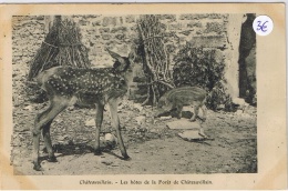 CHATEAUVILLAIN Les Hôtes De La Forêt De Châteauvillain - Chateauvillain