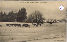 Parc De CHATEAUVILLAIN Les Daims - Chateauvillain