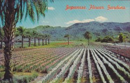 Japanese Flower Gardens Phoenix Arizona - Phoenix