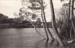 MOISDON LA RIVIERE (44)  LA FORGE - LES BORDS DE L´ETANG - Moisdon La Riviere