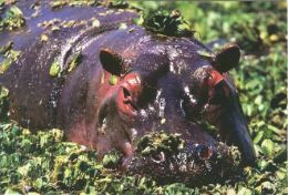 HIPPOPOTAMUS   Postcard Unused   ( Z 37 ) - Hippopotamuses