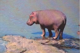 HIPPOPOTAMUS   Postcard Unused   ( Z 38 ) - Ippopotami