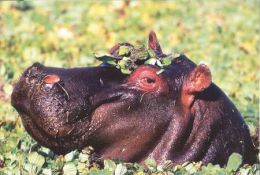 HIPPOPOTAMUS   Postcard Unused   ( Z 39 ) - Hippopotamuses