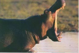HIPPOPOTAMUS   Postcard Unused   ( Z 42 ) - Hippopotamuses