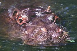 HIPPOPOTAMUS   Postcard Unused   ( Z 44 ) - Hippopotamuses