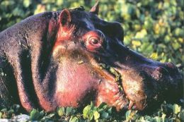 HIPPOPOTAMUS   Postcard Unused   ( Z 45 ) - Hippopotamuses