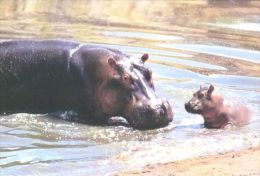 HIPPOPOTAMUS   Postcard Unused   ( Z 46 ) - Ippopotami