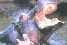 HIPPOPOTAMUS   Postcard Unused   ( Z 47 ) - Hippopotamuses