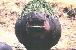 HIPPOPOTAMUS   Postcard Unused   ( Z 48 ) - Hippopotamuses