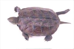 TURTLE   Postcard Unused   ( Z 65 ) - Tortues