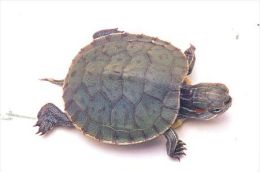 TURTLE   Postcard Unused   ( Z 66 ) - Tortues