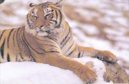 TIGER   Postcard Unused   ( Z 95 ) - Tigres