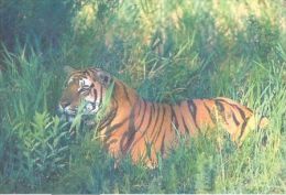 TIGER   Postcard Unused   ( Z 96 ) - Tigers