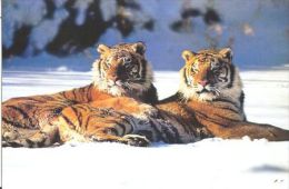 TIGER   Postcard Unused   ( Z 98 ) - Tiger