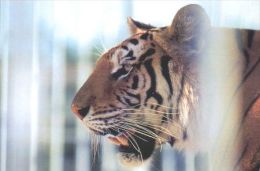 TIGER   Postcard Unused   ( Z 99 ) - Tigres