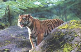 TIGER   Postcard Unused   ( Z 100 ) - Tigres